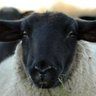 Sheep profil fotoğrafı