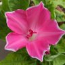 Фото профиля あさがお