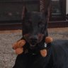 🧕🏼🐾🐾 profil fotoğrafı