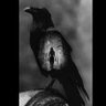 کلاغِ سیاهِ کلیسای نوتردام! 的头像