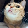 フィズ🐈 profil fotoğrafı