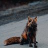 Фото профиля Vulpine