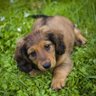 Deutscher Dackel's profile picture