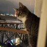 Ben Chala💜 profil fotoğrafı