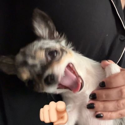 polliapretado's profile picture