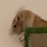 Fooly's profile picture