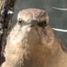 Profilbild von Mocking You