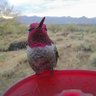 Desert Bird profil fotoğrafı