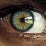 Profilbild von Kwin - Politically Offensive