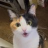むし's profile picture