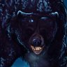 Marctodus (Arctodus enthusiast) profil fotoğrafı