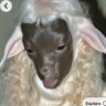 purrrple profil fotoğrafı