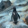よしー profil fotoğrafı