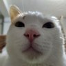 哎唷喂啊's profile picture