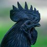 CzarnaKura profil fotoğrafı