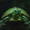 Turtle007's profile picture