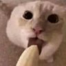 Profilbild von jUsTaCaT
