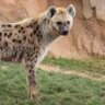 SPOTTED HYENAS🦊's profile picture