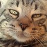 Profilbild von Skeen Sahan