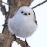 まよ 的头像
