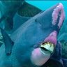 Fish_slurpanders profil fotoğrafı