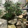 Фото профиля 西洞院町曲がる