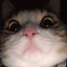 Anexher🇵🇸's profile picture