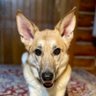 Cloe_Bear profil fotoğrafı