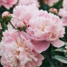 Pink Muse 的头像