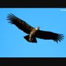 CONDOR's profile picture