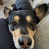 Profilbild von CdnDOGECzar