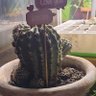 Cynorohdon Charnu profil fotoğrafı