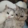 小司 profil fotoğrafı