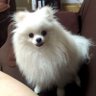 Profilbild von 樹蛙懶叫聽樹懶叫的聲音