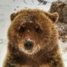 Фото профиля NBA YoungBear