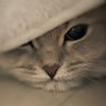 Profilbild von Stiller#Betrachter