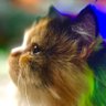 Loozerr's profile picture