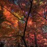 Фото профиля とりし