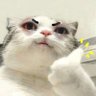 Profilbild von Ayerim(ヽ´ω`)