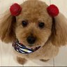Profilbild von ぶんぶん