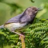 Profilbild von Taita Apalis