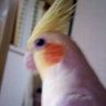 Profilbild von オカメインコ