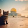 کاشِف رضا profil fotoğrafı