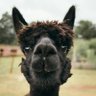 Black Alpaca, PhD profil fotoğrafı