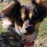 the Real Salty Dog 🐕's profile picture