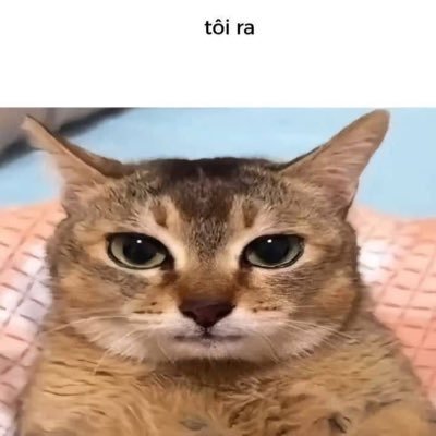 học sinh lớp 9 😄's profile picture