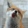  Я научу тебя мышковать profil fotoğrafı