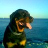 Medo's profile picture