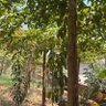 Фото профиля Musoke Gerald