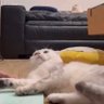 Фото профиля eonyaw *' `*: •☆ εїз